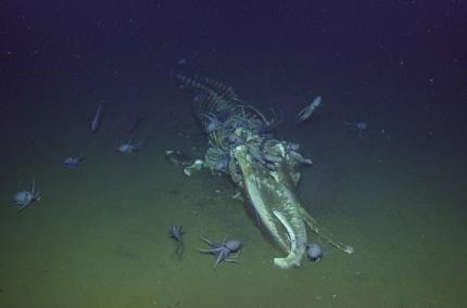 IMG 7279 elementar magazin