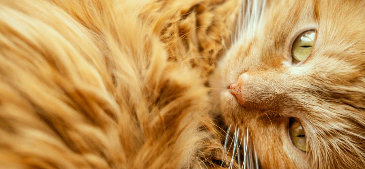 Warum sind rote Katzen meistens Kater?