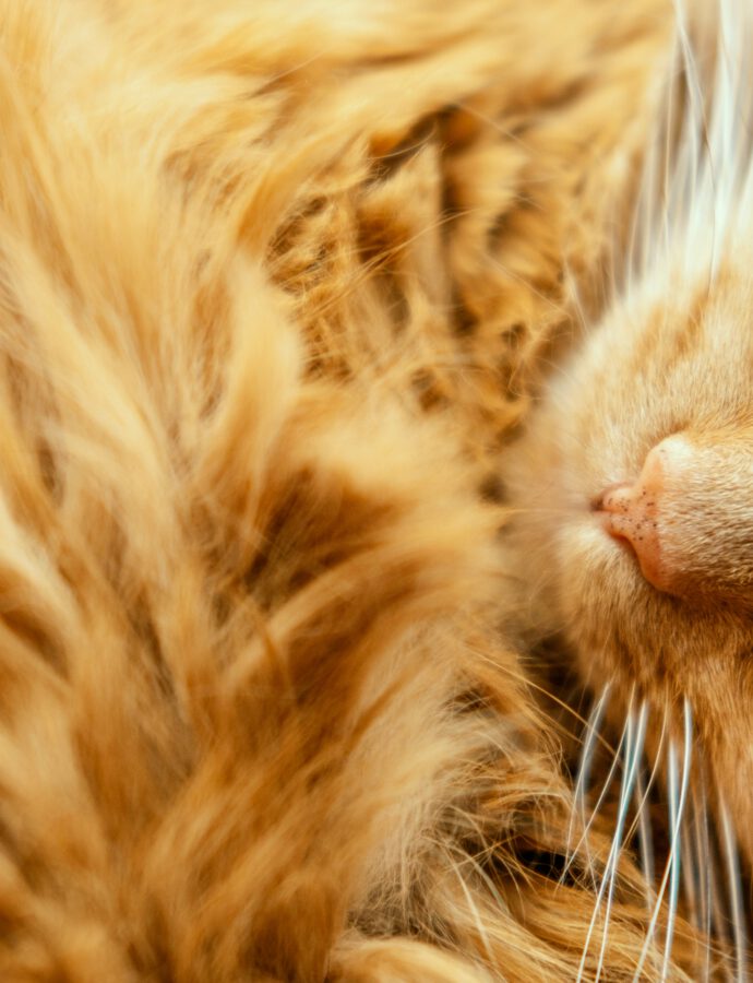 Warum sind rote Katzen meistens Kater?