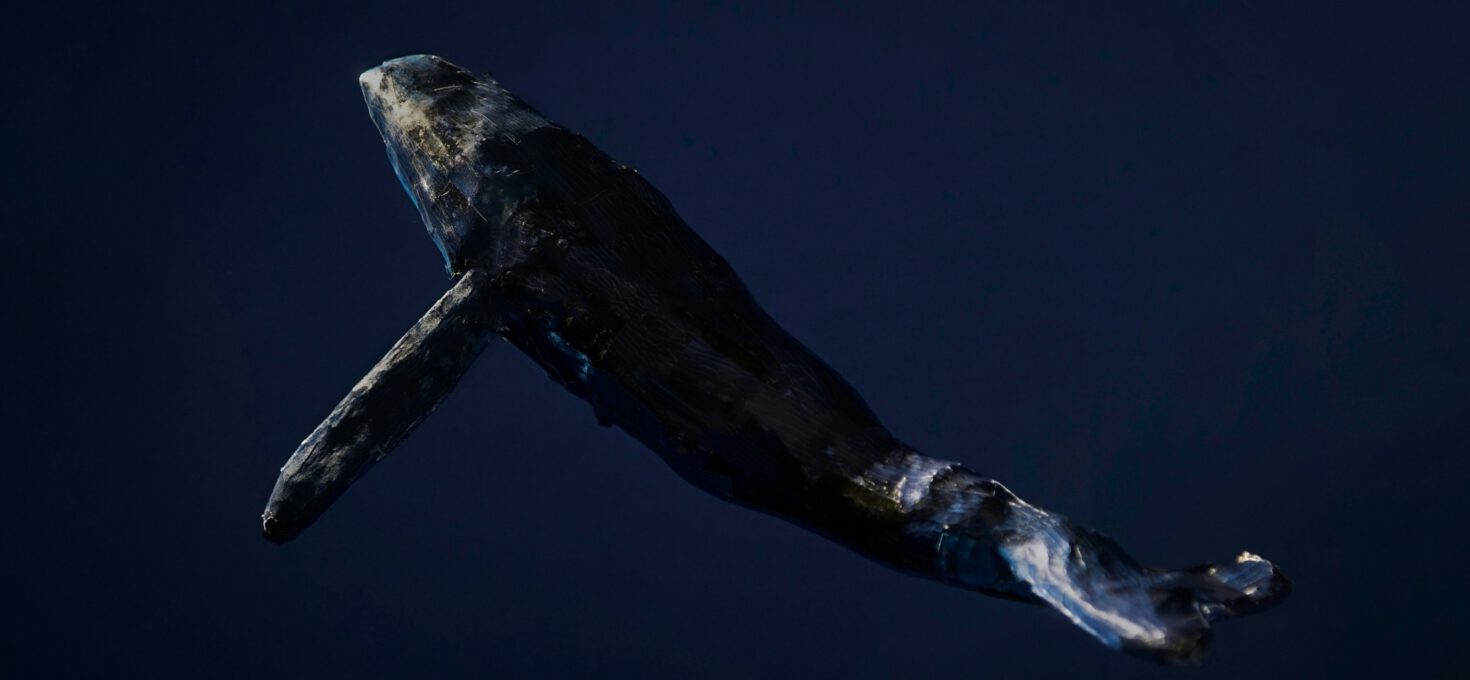 Walsturz – wenn Wale sterben