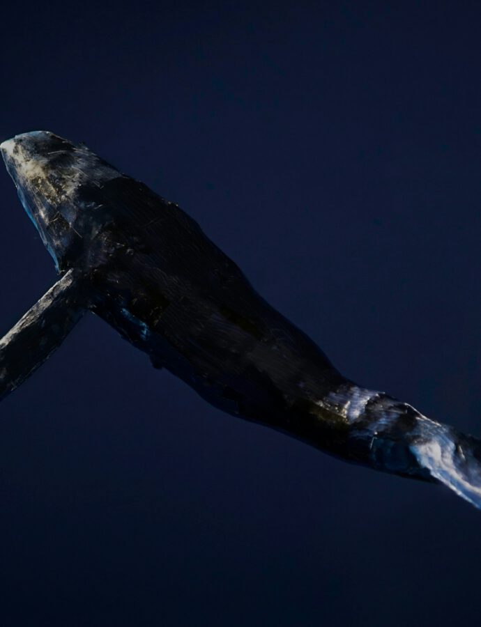 Walsturz – wenn Wale sterben